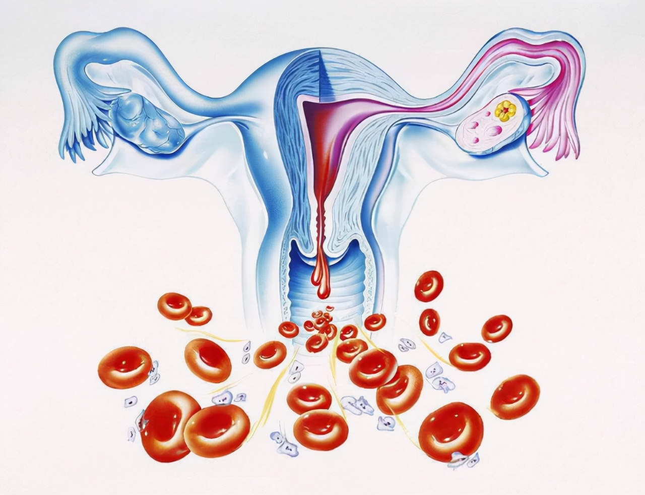 女性来例假时，25天和35天一次区别在哪？哪种衰老速度快？