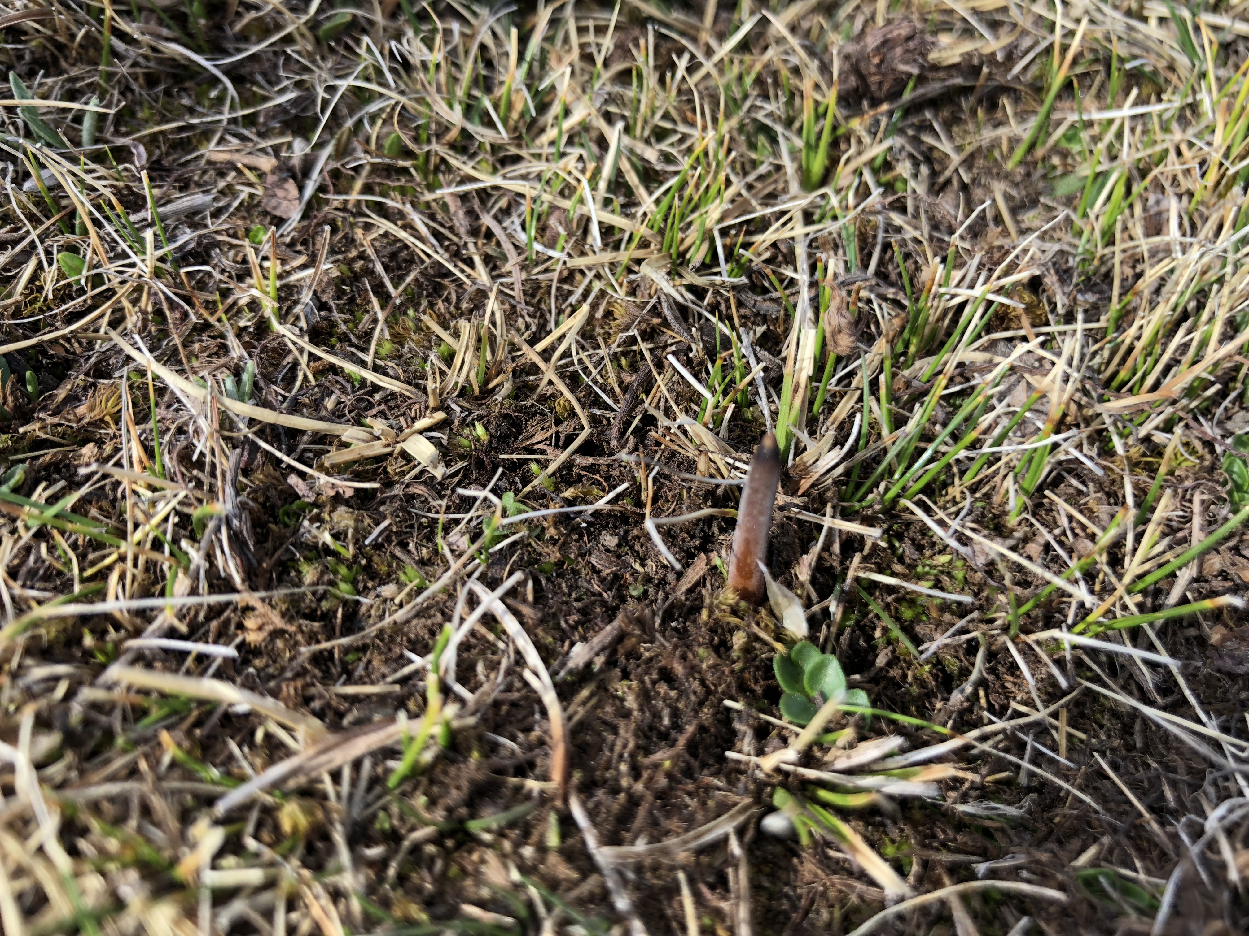 冬虫夏草的几种有效食用方法，价值高，很难得