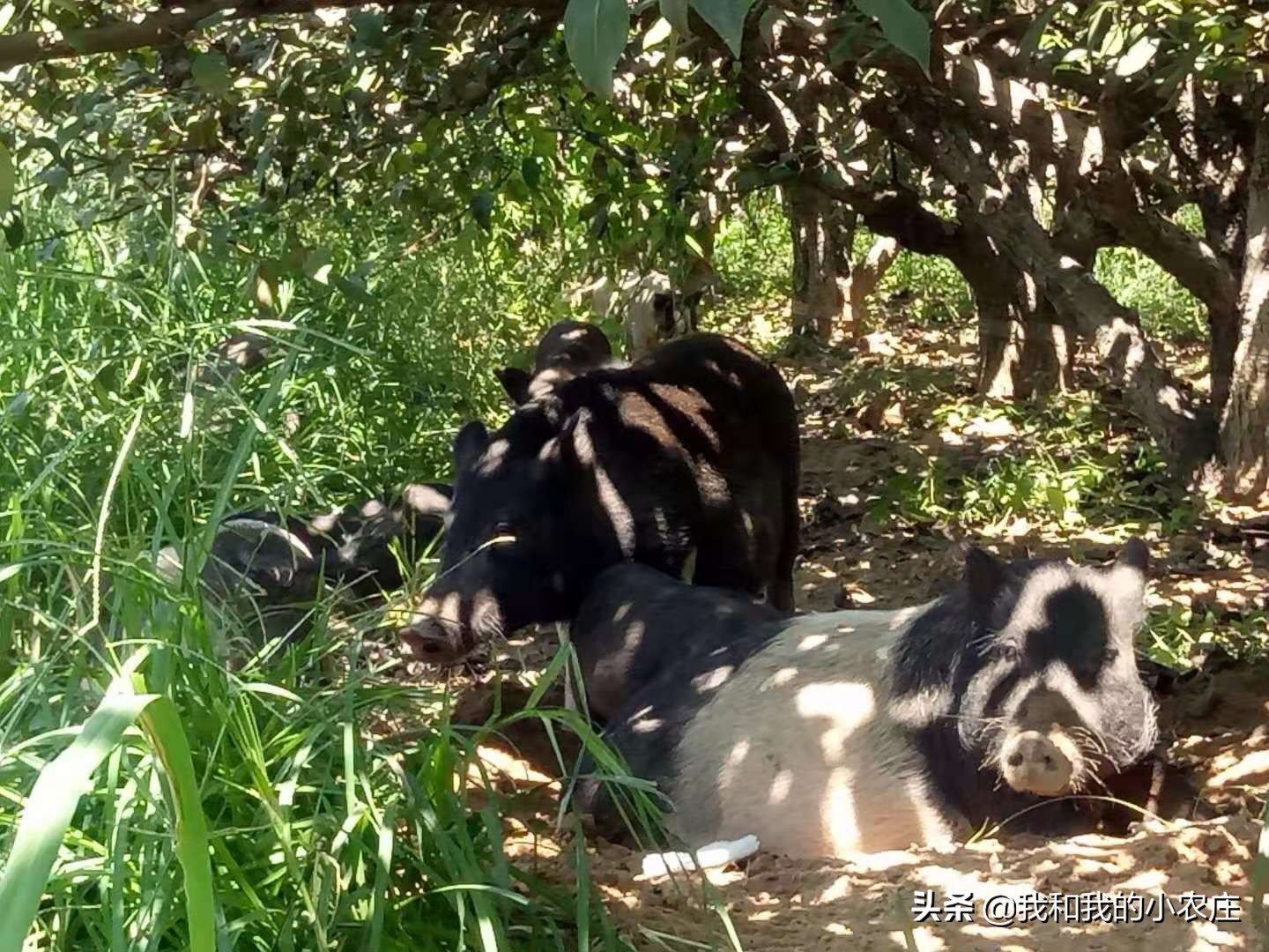 林下放养小香猪可行吗？6年实战经验的小农庄告诉您实际的经历