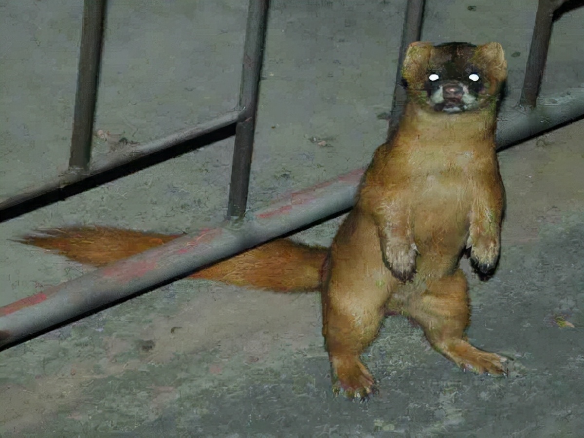 2万只黄鼠狼,赔偿960万,"黄大仙"咋这么贵?