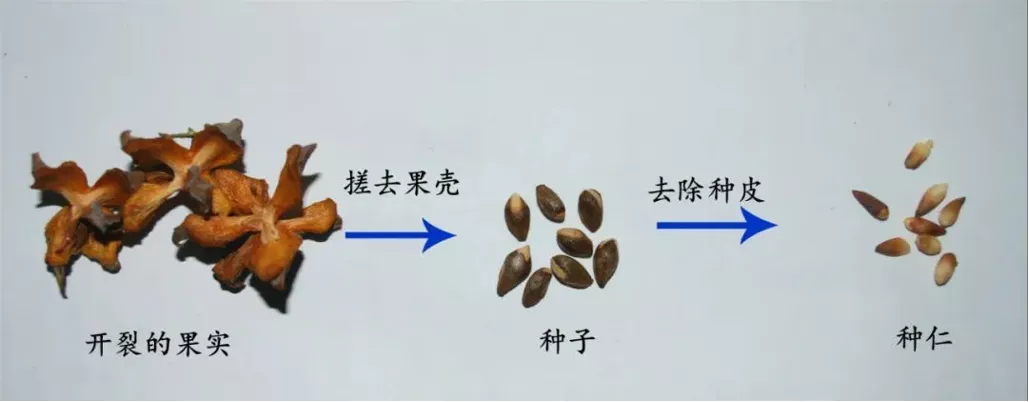 养心安神的长寿之果——柏子仁