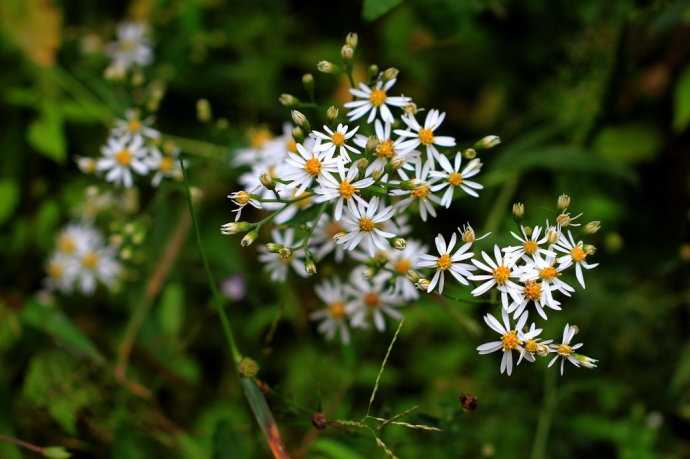 (女菀)(3)通"茅".茅草,如:茆屋.《韩非子.