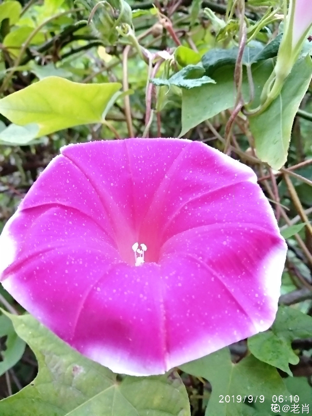 牵牛花的习性(看惯了普通花色，换牵牛花试试，开盲盒般的惊喜花色)