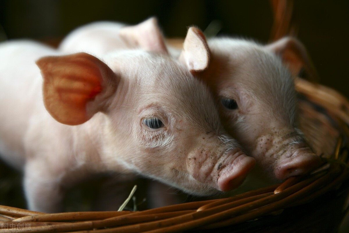猪能活多久,一只猪能活多久