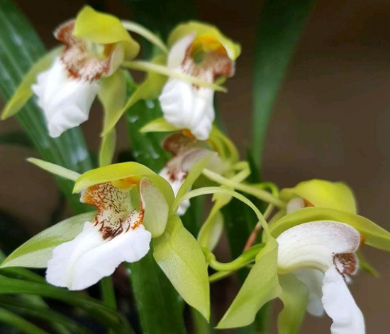 虎头兰,是一株全草可入药的兰科植物,那她的养护需要什么技巧