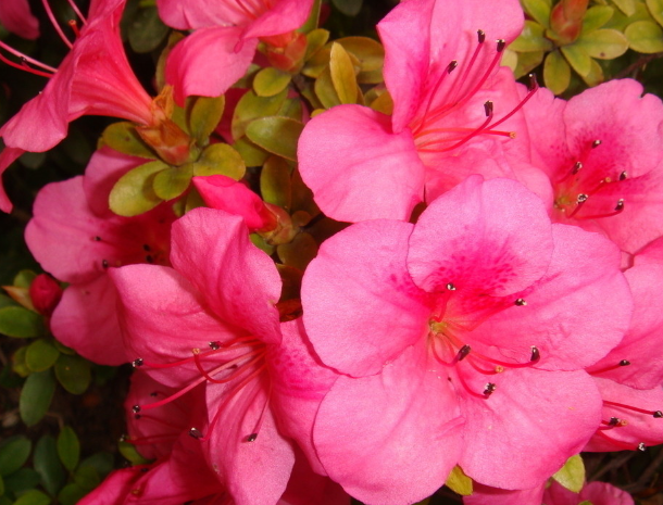 杜鹃花是什么季节开的杜鹃花的开花时间