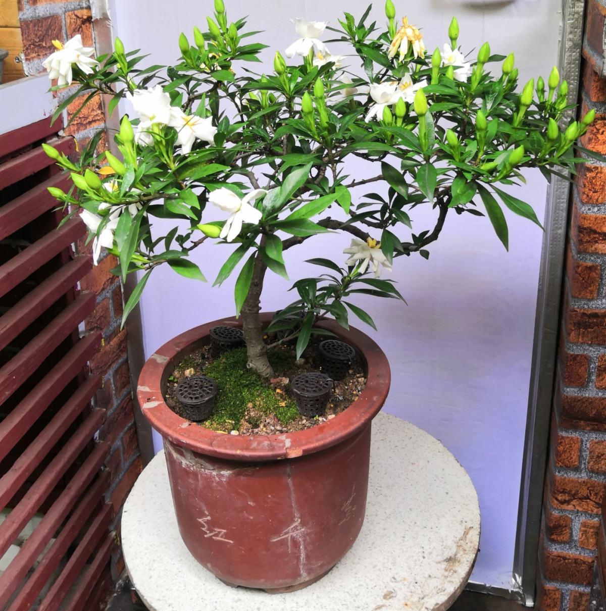 6种植物自带香气,家里种上一盆,简直就是“活香水”
