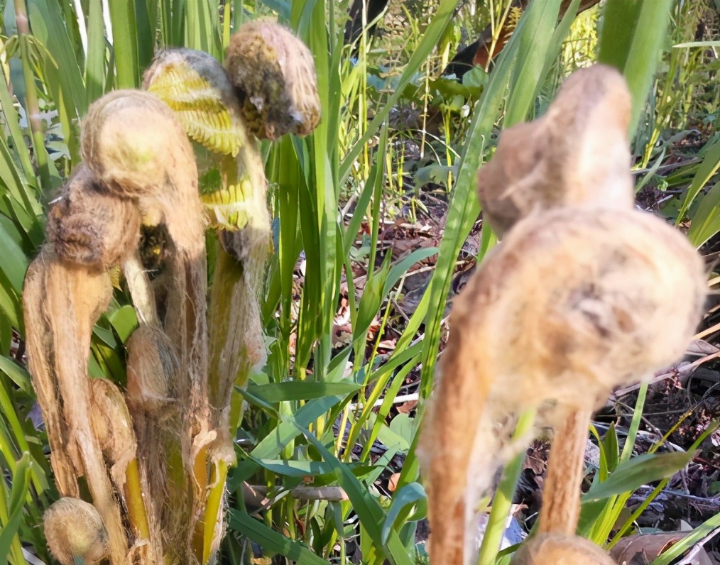 牛毛广图片功效与作用(微菜) - 赤虎壹号