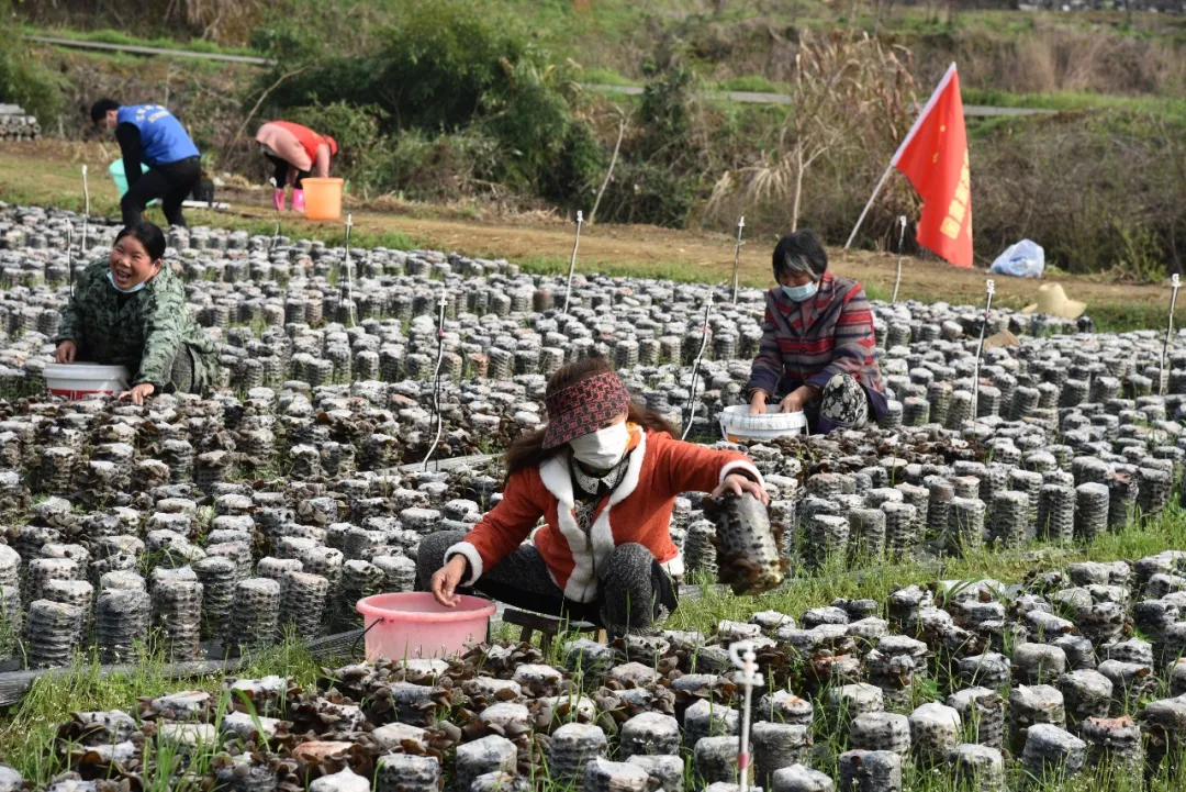 「直播预告」下周央视直播进江西，首站德安义门村，赶紧下载直播APP参与进来吧