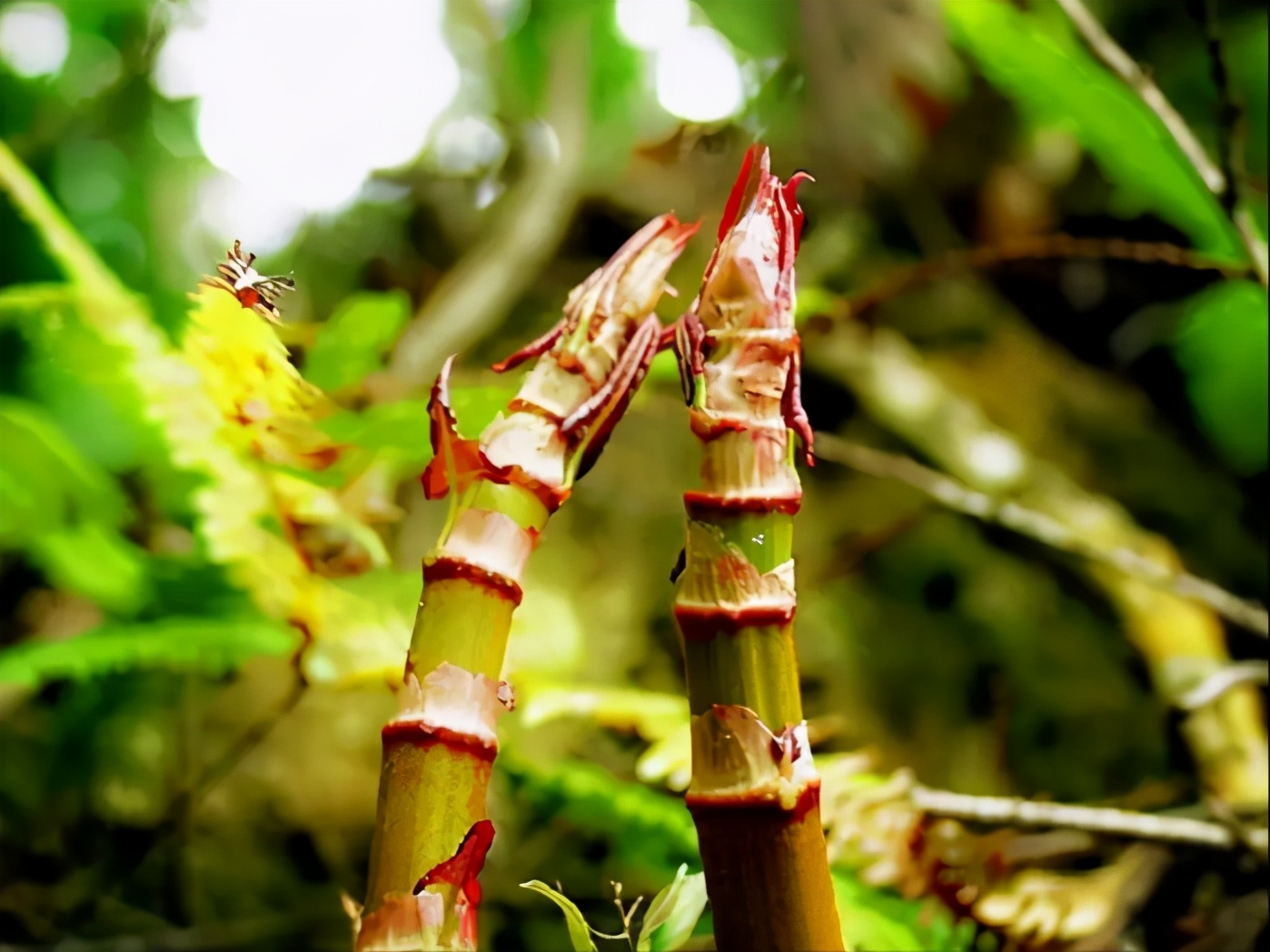 日本虎杖入侵多国,英国花几十亿难消灭!为何我国却要大量种植?