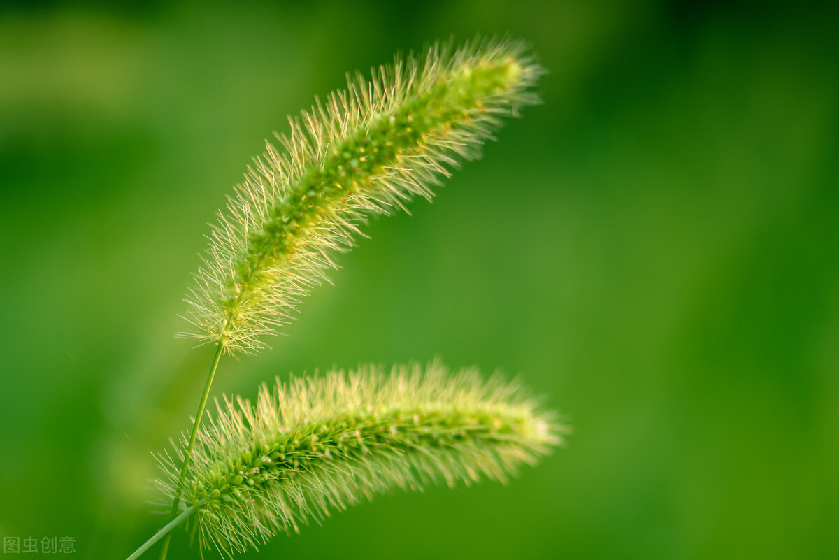 随笔/花盆里的狗尾巴草，一生的岁月悠长