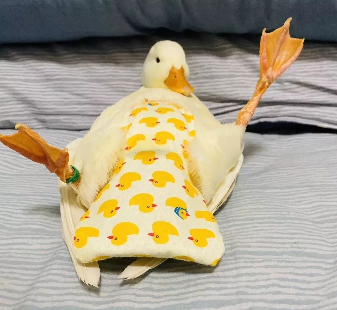 西安ktv鸭子价格(西安终于有鸭鸭了) - 价格百科