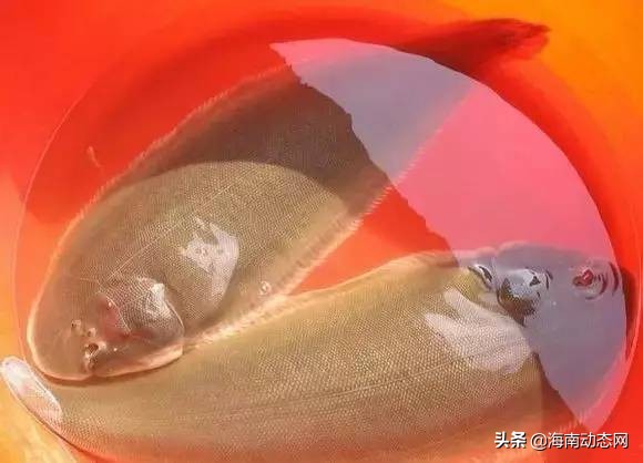 海魚圖片大全,海魚圖片大全及名稱