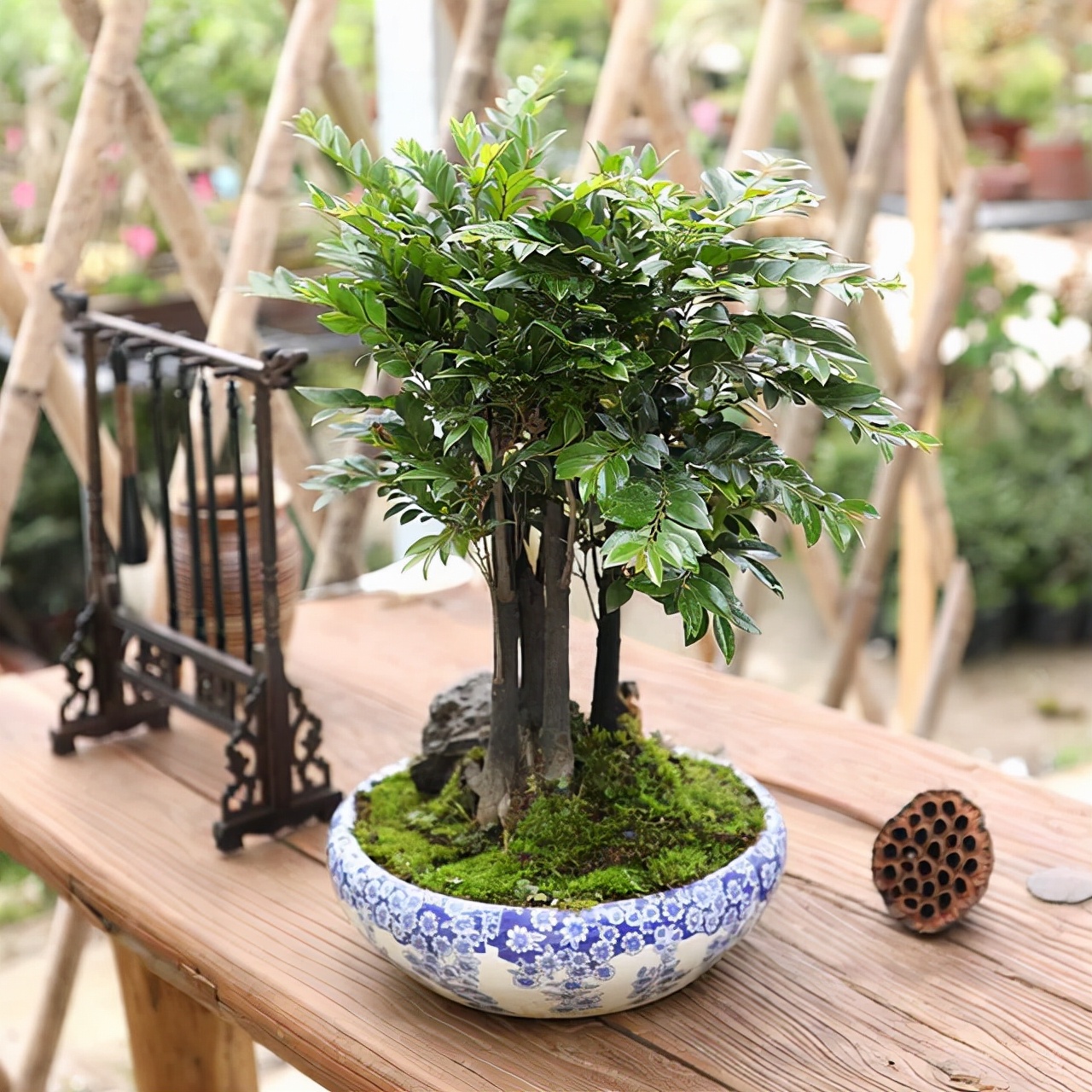 家中养殖小叶紫檀盆景,能够旺财,但是要掌握养殖的方法才可以