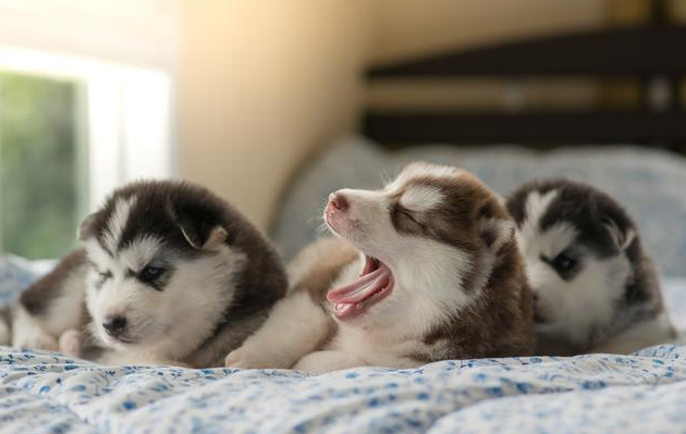 母狗为什么把幼崽“叼”到主人面前呢？背后隐藏了这些事