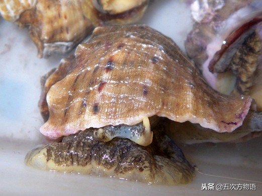 青岛常见海螺图鉴