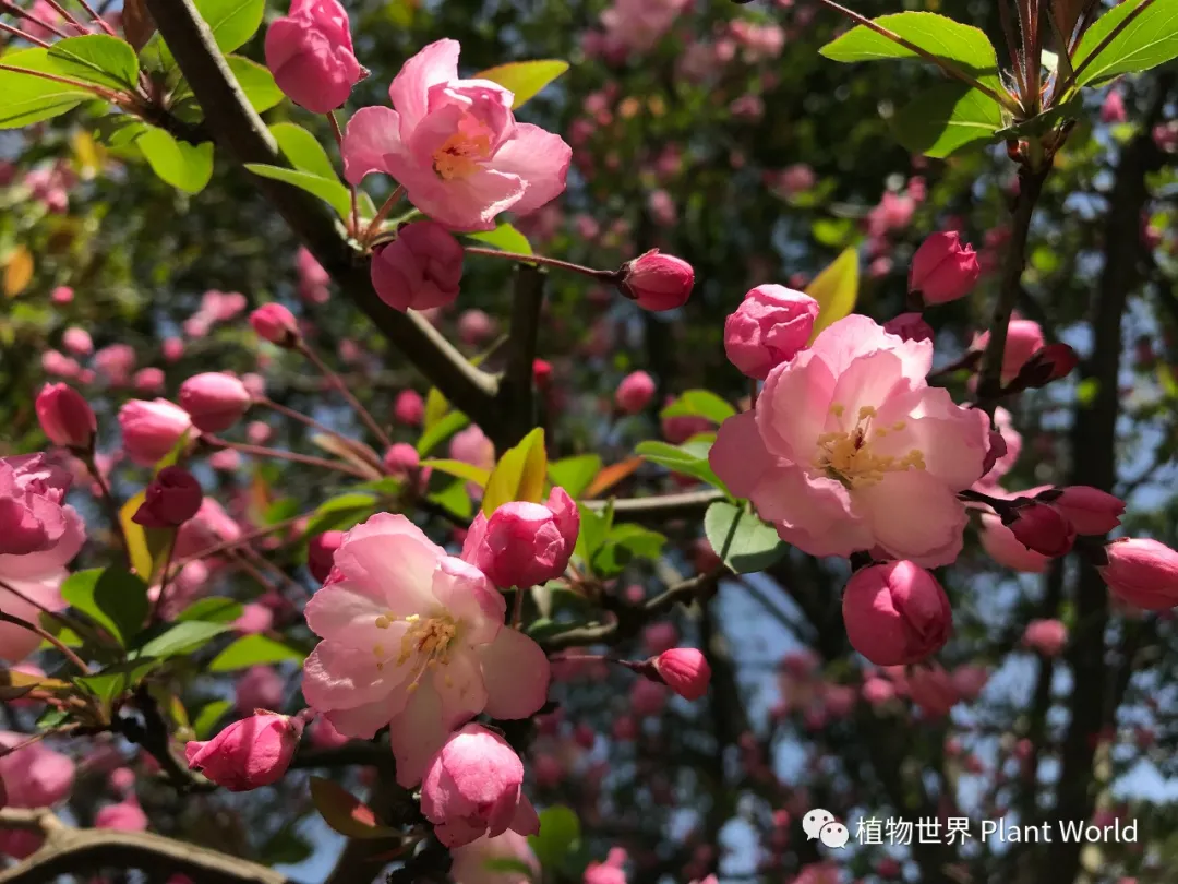 垂丝海棠轻垂如泪，粉瓣随风摇曳，宛若佳人倚栏，低诉春日柔情。