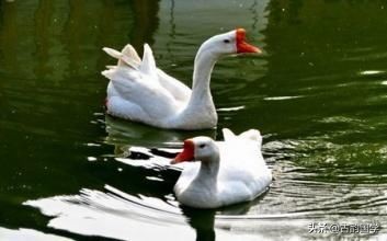 小学生必背的100首古诗词，建议收藏，细细品读