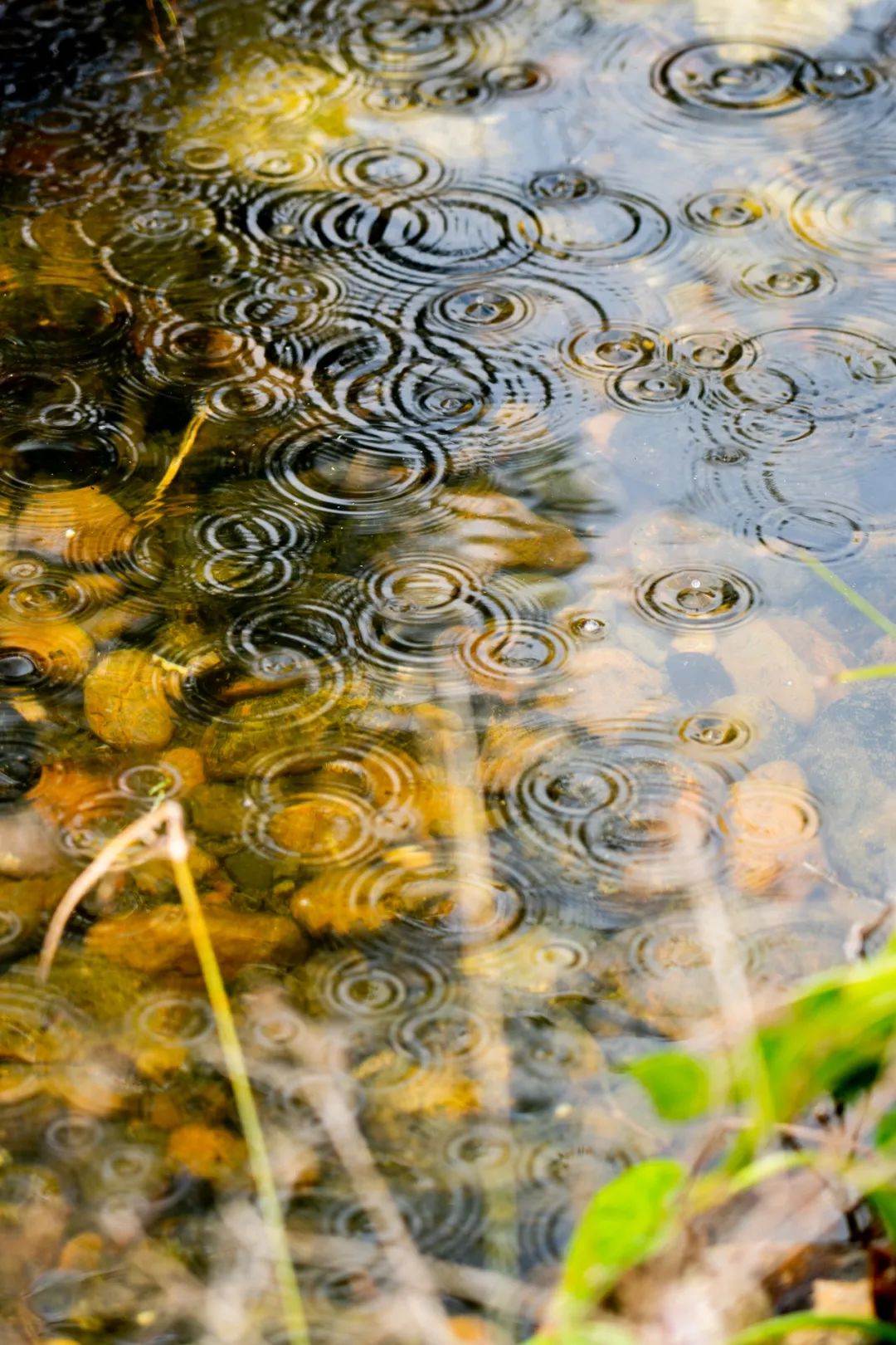 诗词｜下雨了，我真的好想你