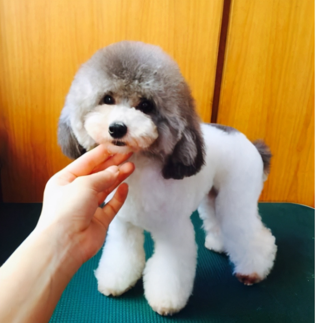 贵宾犬价格高低不一,都是这6个因素决定的