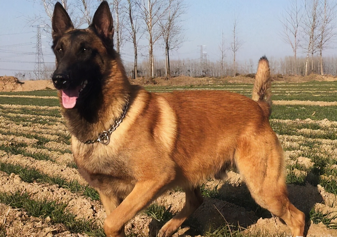 马犬长几个月就不长了，如何训练马犬随行