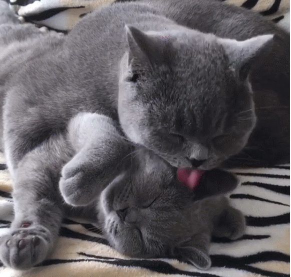 最适合懒人养的猫咪，它们可能比你更懒