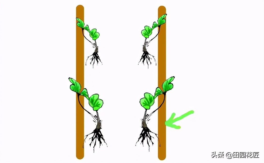 家庭盆栽草莓,这些要点要注意,不然叶片徒长,叶色黄,结果少