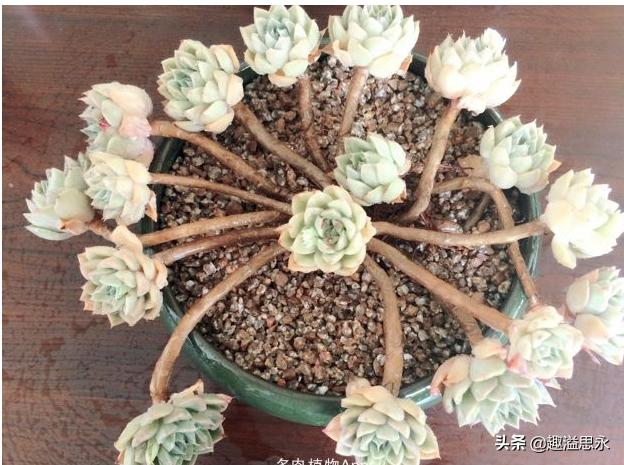 每日一篇:走向大众化的多肉植物——月亮仙子,依然很仙