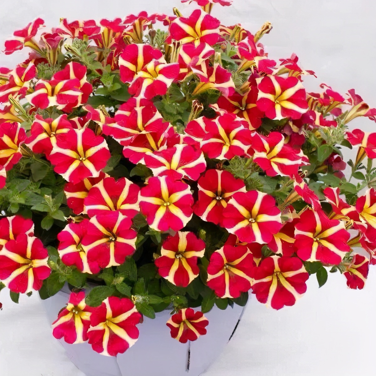 5种“漂亮花”,沾土就成活,花开200天,养一次就上瘾