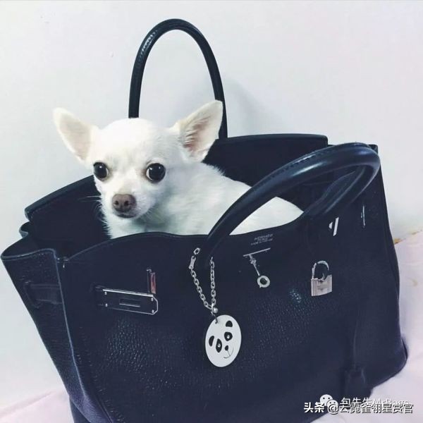 可爱动物包包（宠物狗包包）