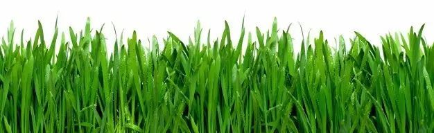 日本大麦若叶青汁，便秘的看过来