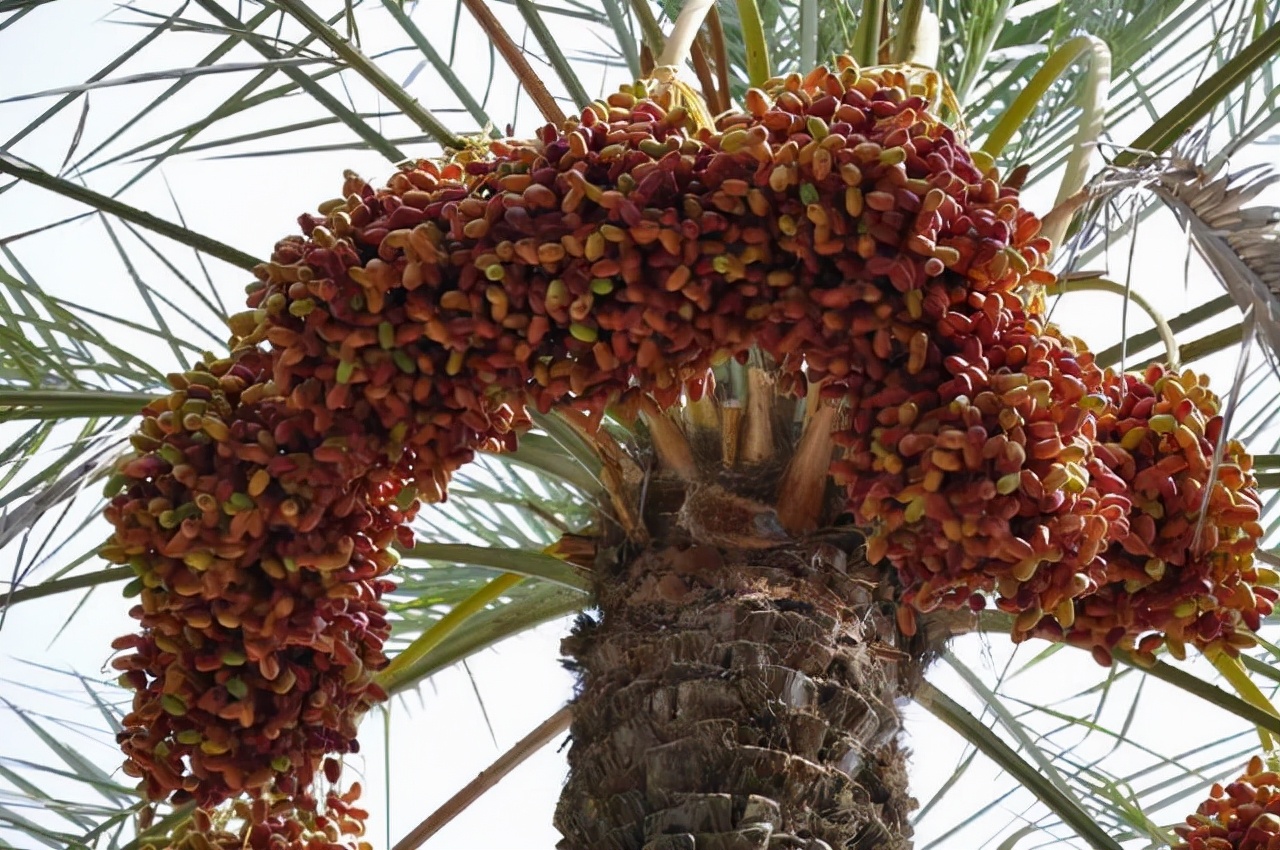 外形跟红枣差不多,之所以称为椰枣,又因为椰枣树的外观像椰子树