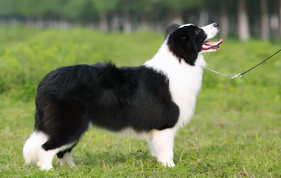 宠物狗一般能活多久（7种常见狗狗的寿命排行榜）