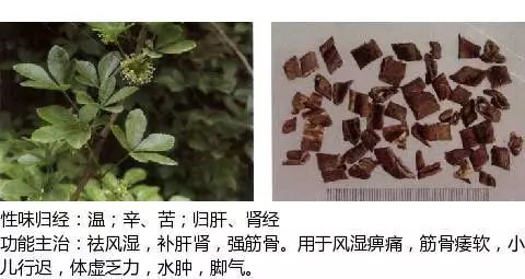 300个中草药图谱（附主治功效），知道一半就太牛了（上）