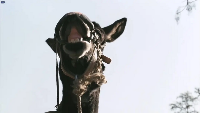 走着瞧好看吗电影 _晶羽科技