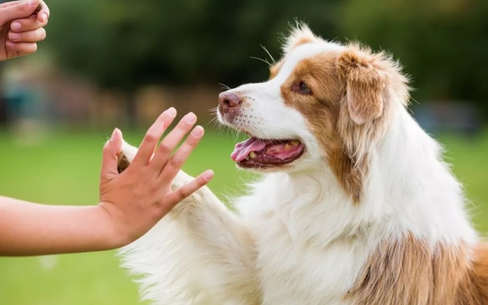 赞美狗忠诚的句子简单(一只) - 火句子