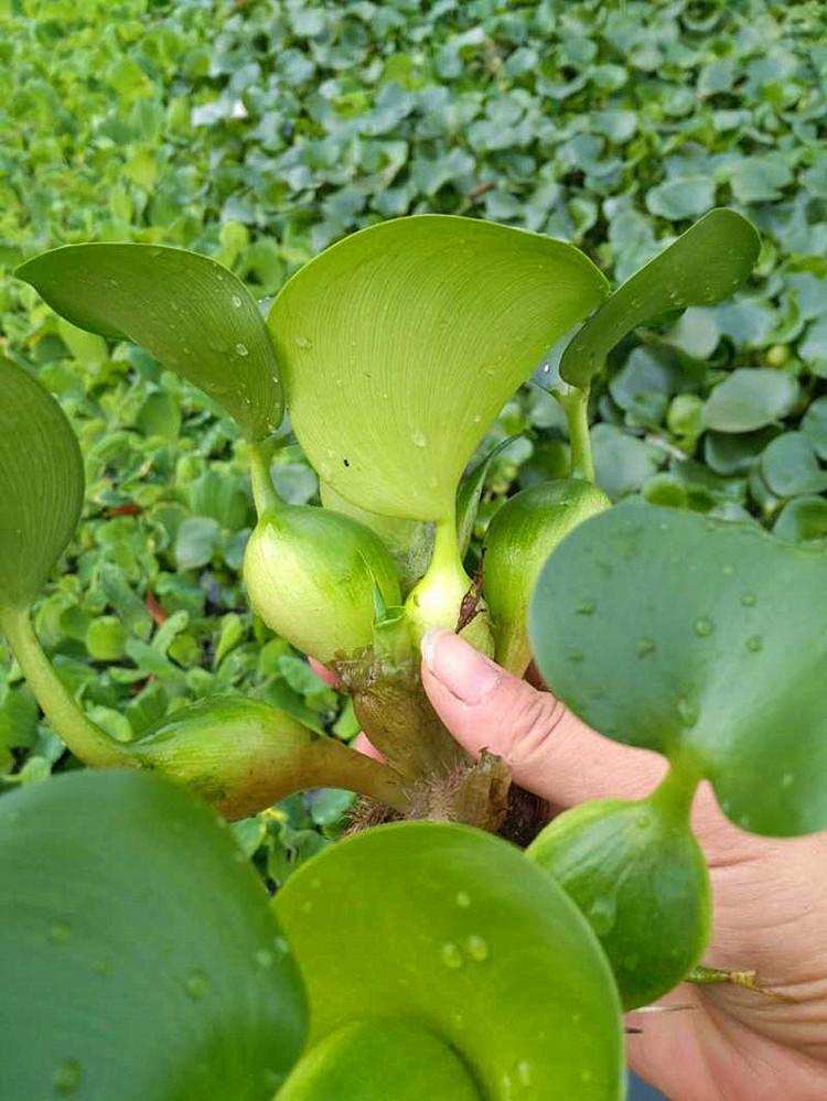 水葫蘆是什么植物,水葫蘆是什么植物類型