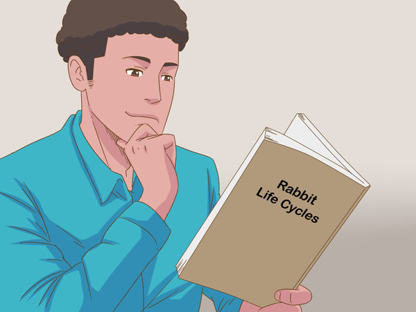 如何知道你的兔子是否怀孕了？