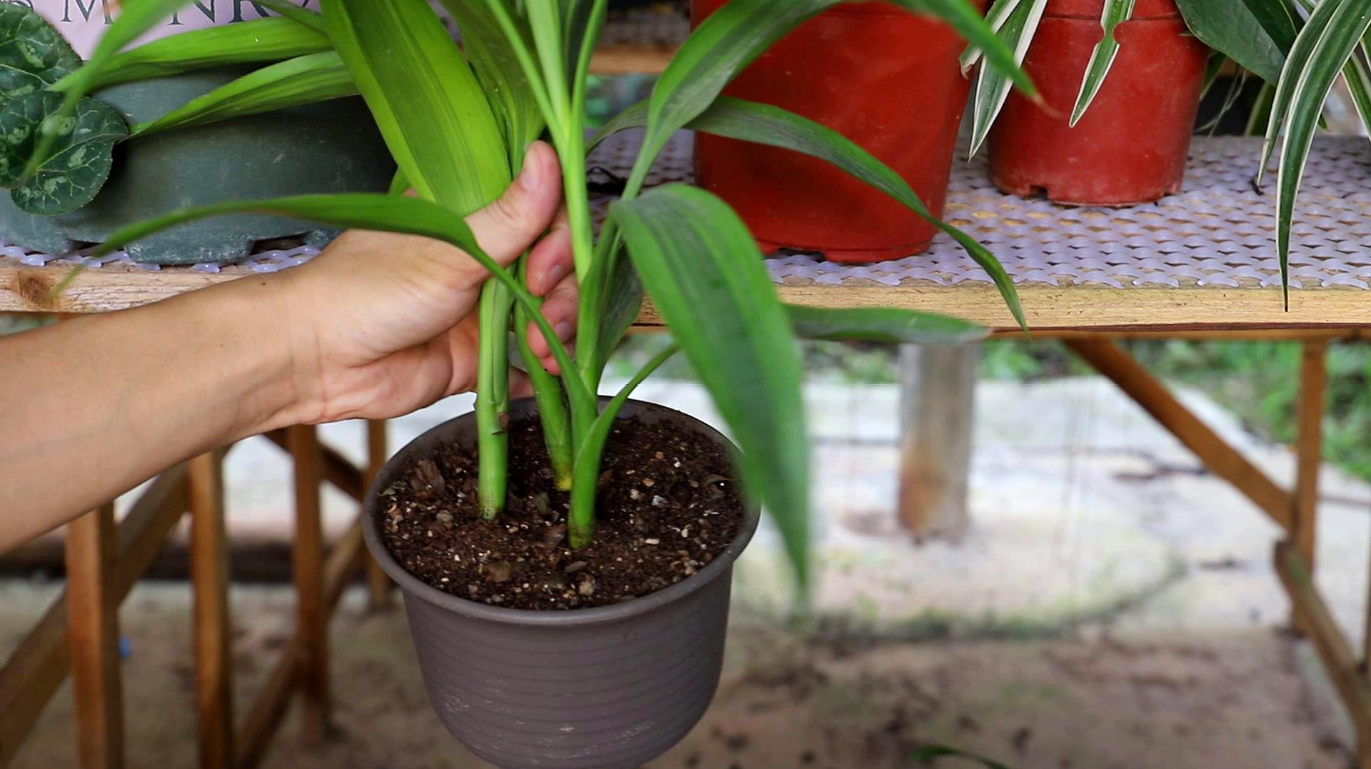 富贵竹怎么养，生根发芽养殖的方法详解？