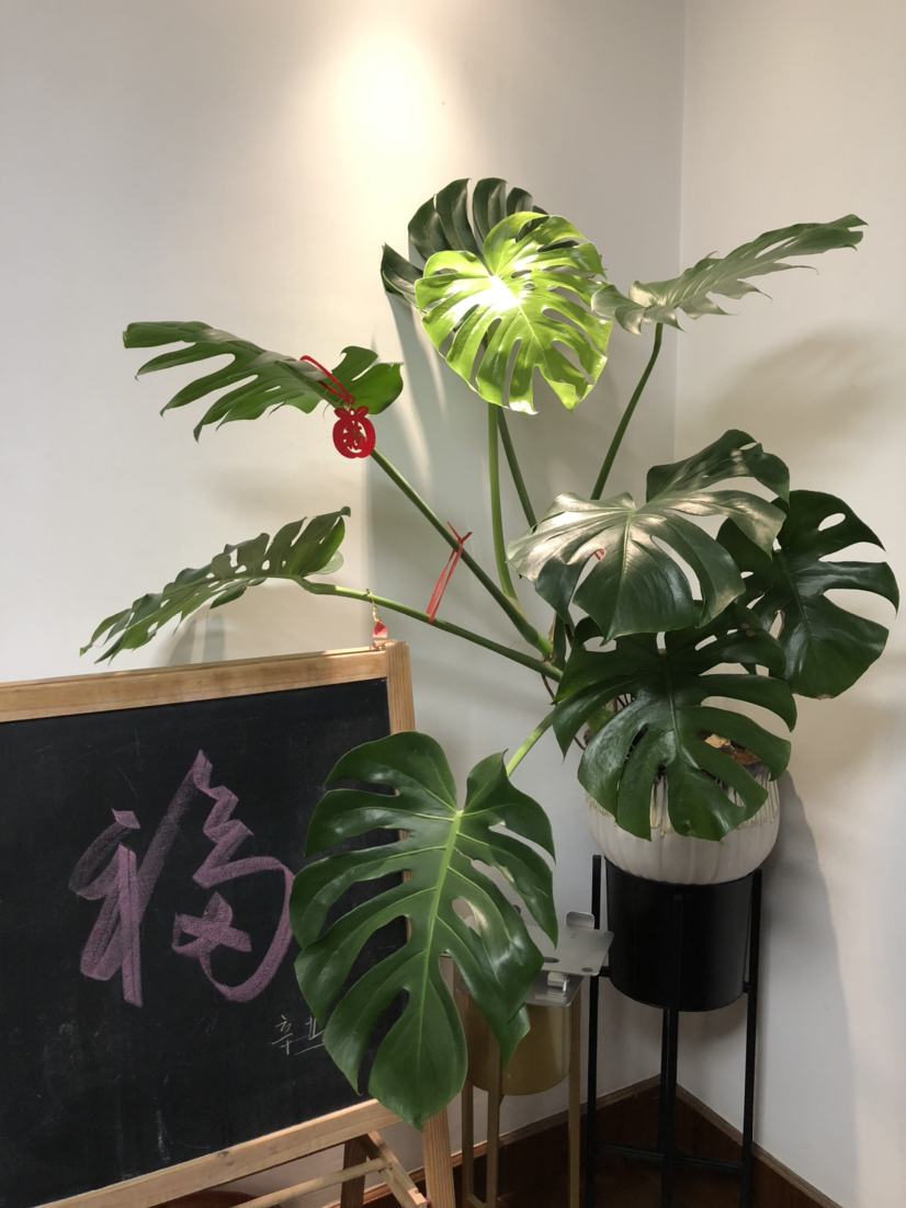 适合放在办公室的花,净化空气一把手,路边三块钱就能买一盆