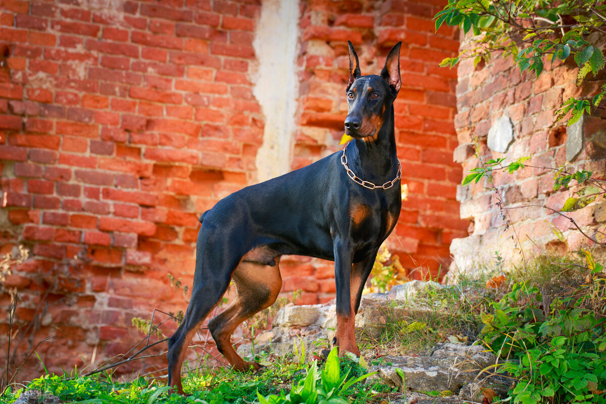 黑狼犬的优点和缺点 黑狼犬好养吗 - 汽车时代网
