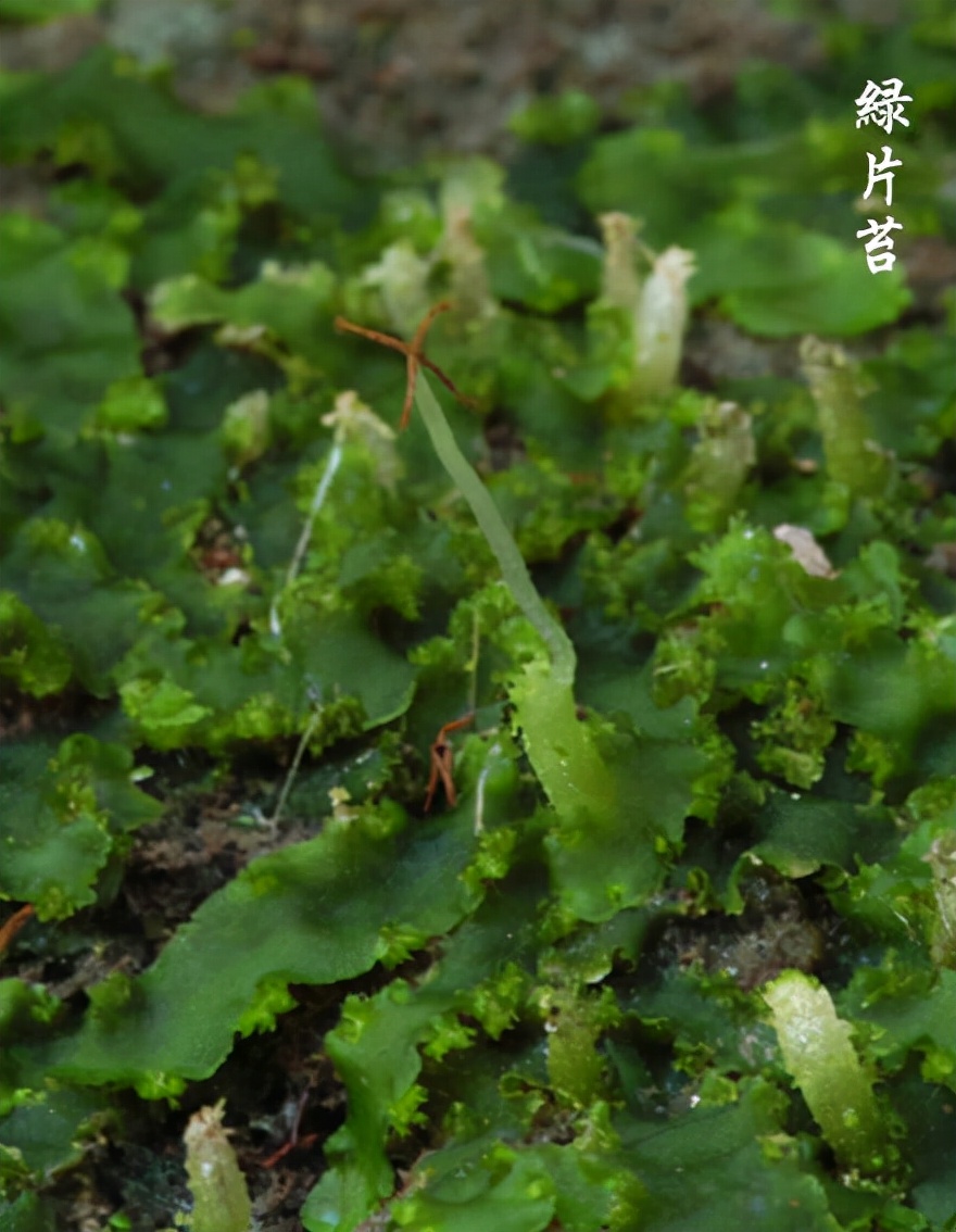 苔藓种类名称及图片(40种常见苔藓植物图鉴)