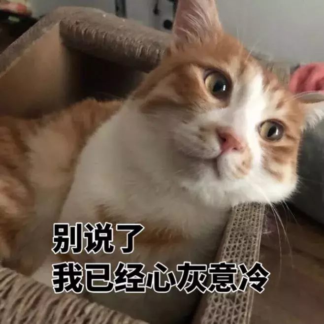 猫喝牛奶行吗（牛奶对猫的营养功效及推荐）