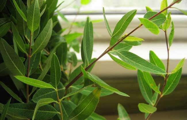 罗布麻价格(每日一味中药) - 价格百科