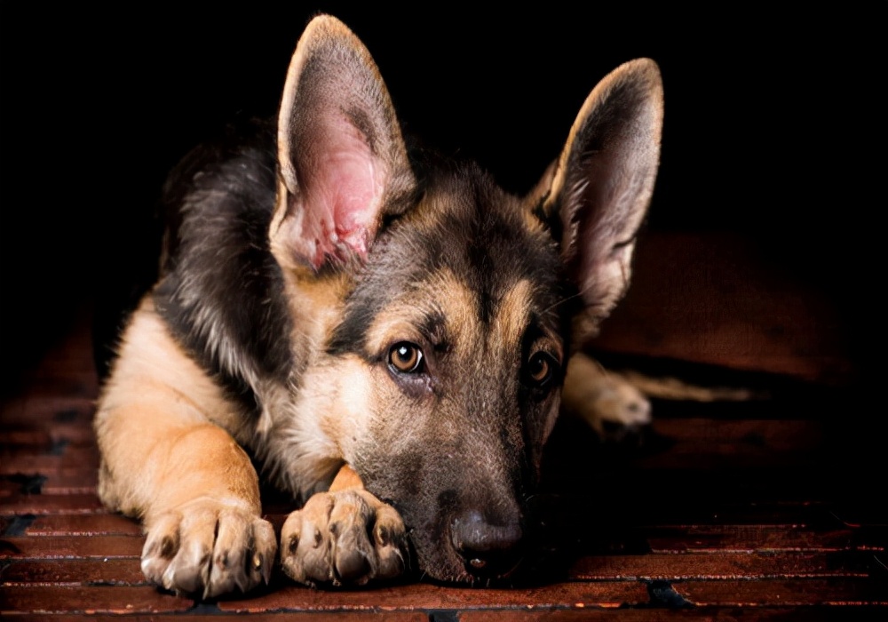狗狗有点拉肚子怎么办？能够导致狗狗拉肚子的原因及处理措施