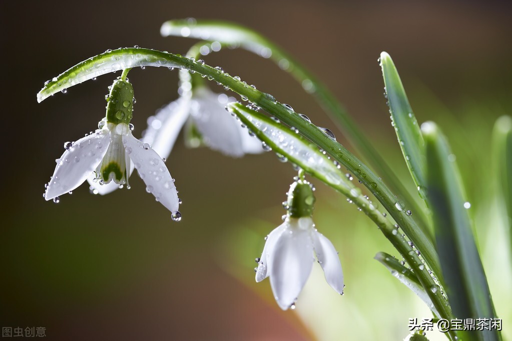 雪滴花的花语（揭秘雪滴花你不知道的那些小知识）