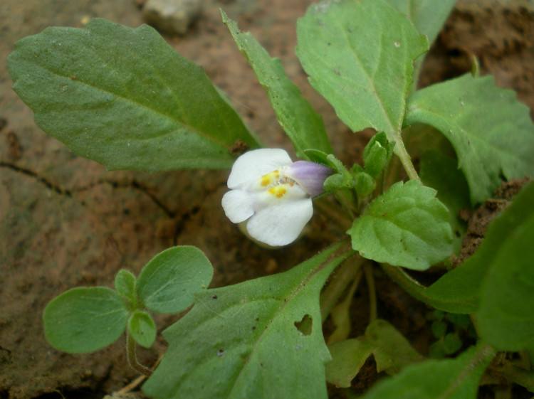 农村常见的通泉草,入药能够改善黄水疮,消化不良和偏头痛