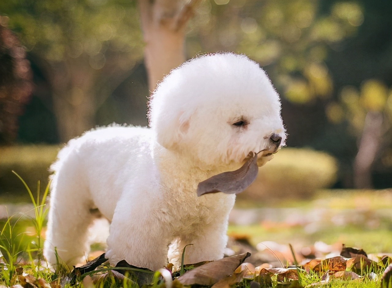 想知道自家比熊犬“纯不纯”，看这几个方面就够了