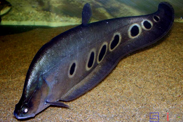 Sbike动植物百科：十大最美丽的大型淡水宠物观赏鱼