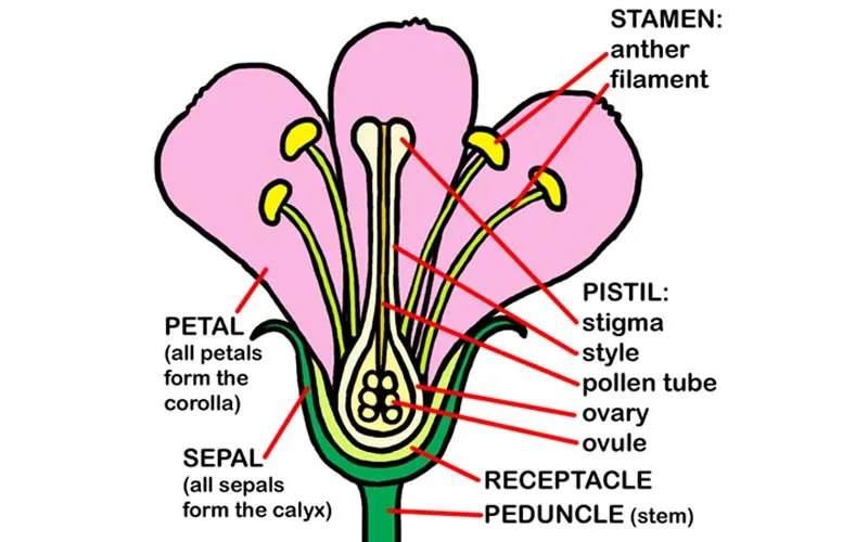 花芯、花蕊，英文怎麽說？
